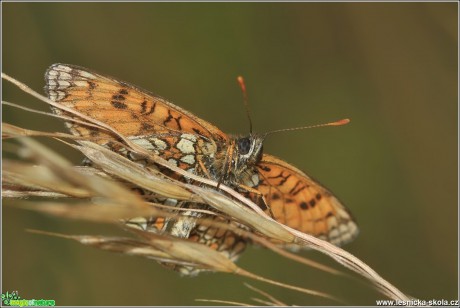 Hnědásek jitrocelový - Melitaea athalia - Foto Monika Suržinová (2)