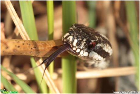 Zmije obecná - Vipera berus - Foto Monika Suržinová (2)