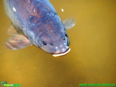 Kapr obecný - Cyprinus carpio - Foto David Hlinka (8)