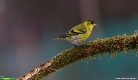 Čížek lesní - Carduelis spinus - Foto Pavel Balazka