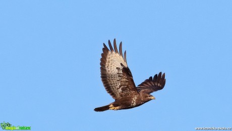 Káně lesní - Buteo buteo - Foto Pavel Balazka