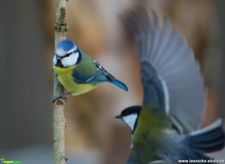 Sýkora modřinka - Parus caeruleus - Foto Pavel Balazka  (1)