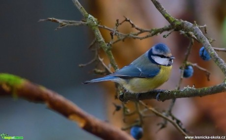 Sýkora modřinka - Parus caeruleus - Foto Pavel Balazka  (3)