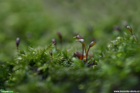 Makro v přírodě - Foto Marie Vykydalová (1)