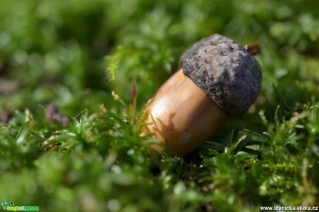 Makro v přírodě - Foto Marie Vykydalová (8)