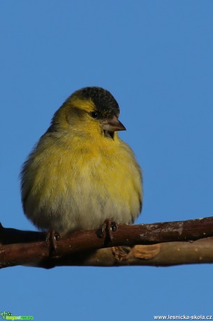 Čížek lesní - samec - Carduelis spinus - Foto Irena Wenischová (2)