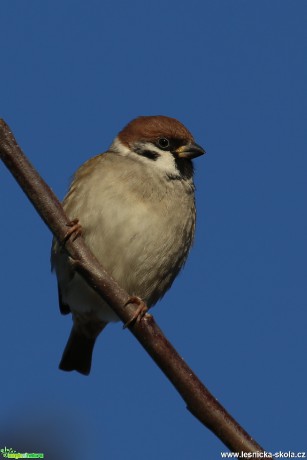 Vrabec polní - Passer montanus - Foto Irena Wenischová (1)