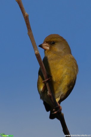 Zvonek zelený - Carduelis chloris - Foto Irena Wenischová