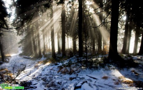 Sluneční svit mezi stromy - Foto Jan Valach (1)