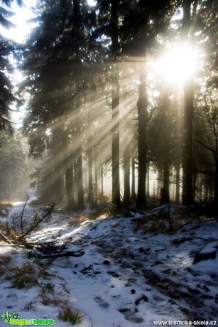 Sluneční svit mezi stromy - Foto Jan Valach