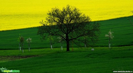 V polích - Foto Tomáš Kunze (1)