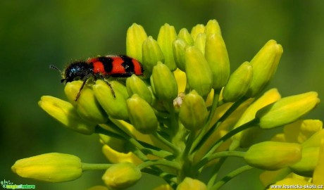 Pestrokrovečník - Trichodes - Foto Tomáš Kunze