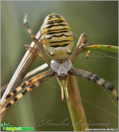 Křižák pruhovaný - Argiope bruennichi - Foto Monika Suržinová