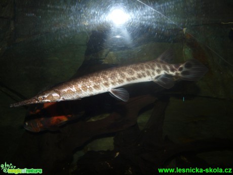 Kostlín obecný - Lepisosteus osseus - Foto David Hlinka