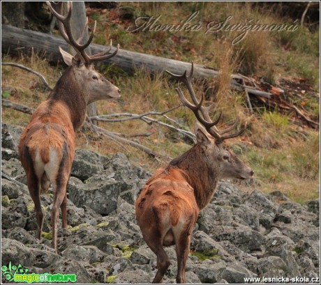 Jelen lesní - Cervus elaphus - Foto Monika Suržinová (3)