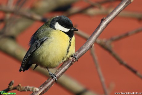 Sýkora koňadra - Parus major - Foto Irena Wenischová (5)