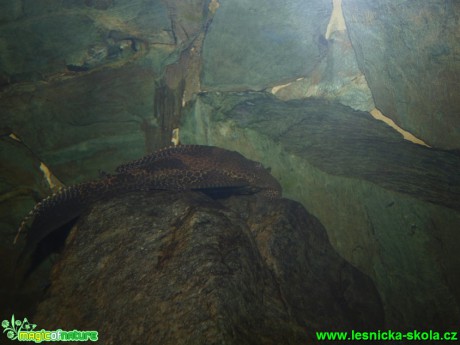 Krunýřovec velkoploutvý - Glyptoperichthys gibbiceps - Foto David Hlinka