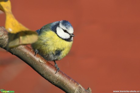 Sýkora modřinka - Cyanistes caeruleus - Foto Irena Wenischová (8)