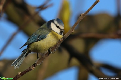 Sýkora modřinka - Cyanistes caeruleus - Foto Irena Wenischová (9)