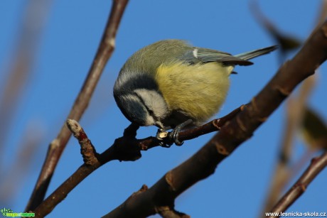 Sýkora modřinka - Cyanistes caeruleus - Foto Irena Wenischová (10)