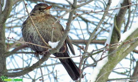 Kos černý - Turdus merula - samice - Foto Rasťo Salčík