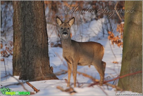 Srnec obecný - Capreolus capreolus - Foto Monika Suržinová (1)