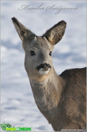 Srnec obecný - Capreolus capreolus - Foto Monika Suržinová (2)