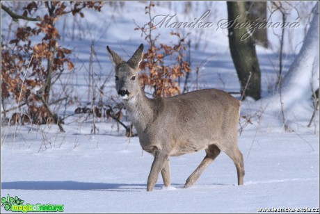 Srnec obecný - Capreolus capreolus - Foto Monika Suržinová (4)