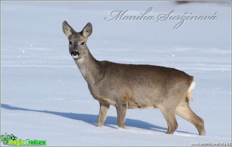 Srnec obecný - Capreolus capreolus - Foto Monika Suržinová (5)