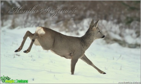 Srnec obecný - Capreolus capreolus - Foto Monika Suržinová (10)