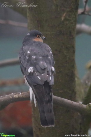 Krahujec obecný - samec - Accipiter nisus - Foto Irena Wenischová (1)