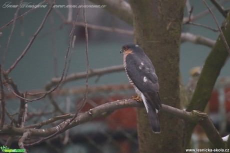 Krahujec obecný - samec - Accipiter nisus - Foto Irena Wenischová (2)