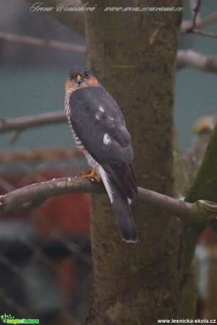 Krahujec obecný - samec - Accipiter nisus - Foto Irena Wenischová (3)