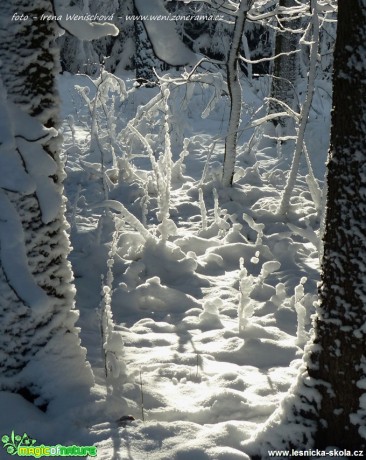 Zima - Foto Irena Wenischová (1)