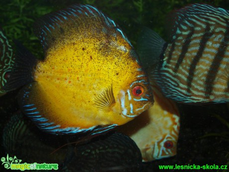 Terčovec pravý - Symphysodon discus - Foto David Hlinka (3)