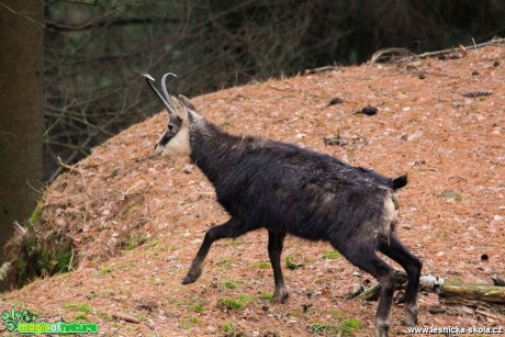 Kamzík Horský - Rupicapra rupicapra - Foto Lukáš Málek (3)