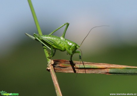 Kobylka zelená - Tettigonia viridissima - Foto Miloslav Míšek