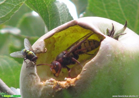 Sršeň obecná - Vespa crabro - Foto Miloslav Míšek