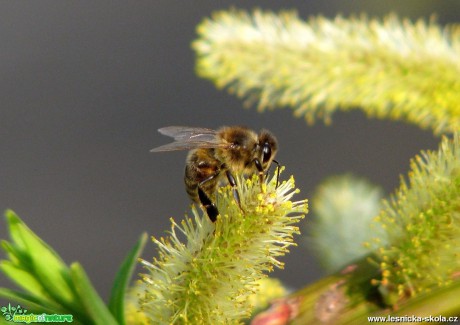 Včela medonosná - Apis mellifera - Foto Miloslav Míšek