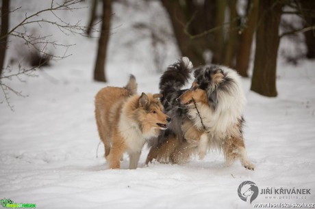 Chlupáči na sněhu - Foto Jiří Křivánek (4)