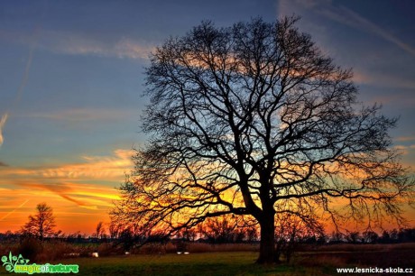 Sedlčánky - památný strom - Foto Jana Vondráčková