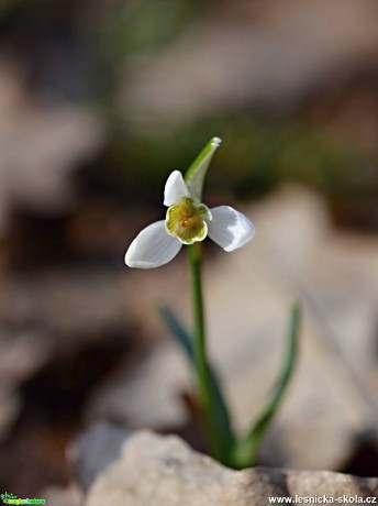 Konečně jaro - Foto Marie Vykydalová (2)