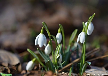 Konečně jaro - Foto Marie Vykydalová (3)