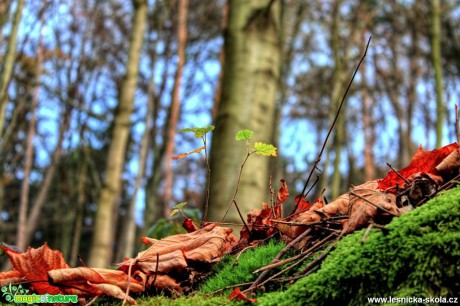 Nový život - Foto Ladislav Jonák