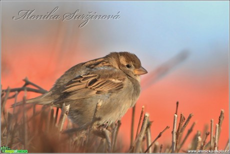 Vrabec domácí (samec) - Passer domesticus - Foto Monika Suržinová (1)