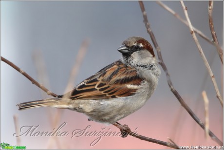 Vrabec domácí (samec) - Passer domesticus - Foto Monika Suržinová