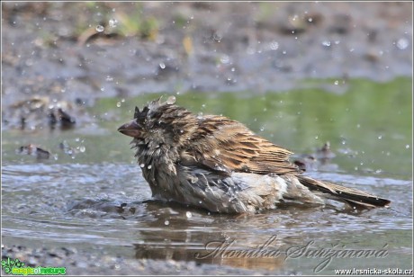 Vrabec domácí - Passer domesticus - Foto Monika Suržinová