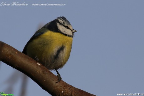 Sýkora modřinka - Cyanistes caeruleus - Foto Irena Wenischová(21)