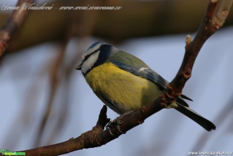 Sýkora modřinka - Cyanistes caeruleus - Foto Irena Wenischová(23)