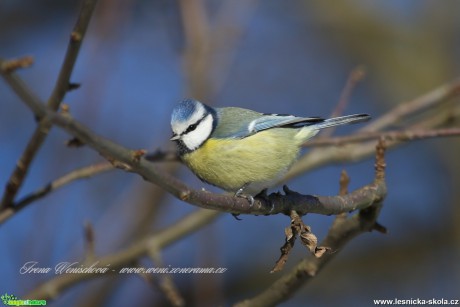 Sýkora modřinka - Cyanistes caeruleus - Foto Irena Wenischová(24)